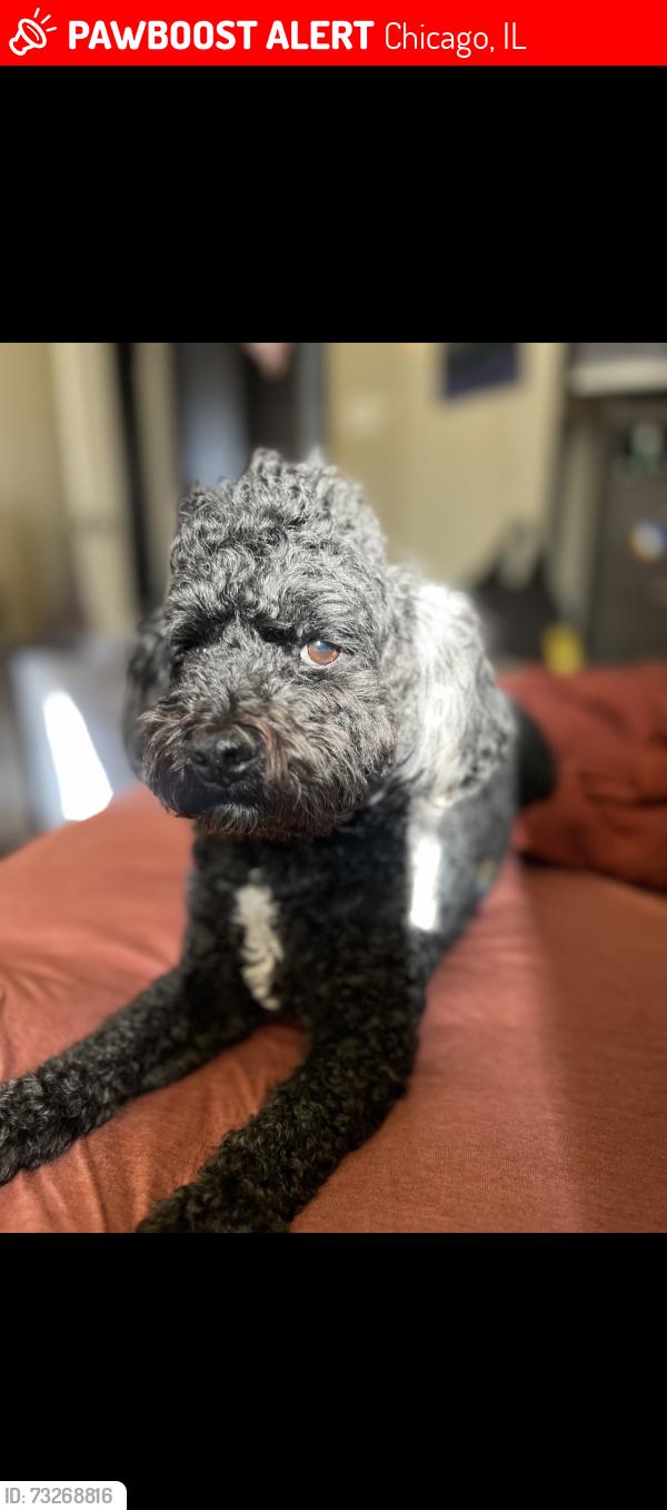 Lost Male Dog last seen 87th street, Chicago, IL 60617