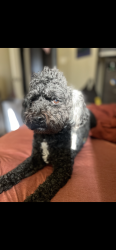 Lost Male Dog last seen 87th street, Chicago, IL 60617