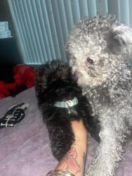 Reunited Male Dog last seen Near Auburn blvd, Sacramento, CA 95821