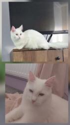 Lost Female Cat last seen Yew tree primary school, West Midlands, England 
