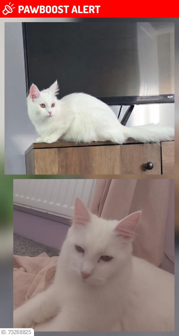 Lost Female Cat last seen Yew tree primary school, West Midlands, England 