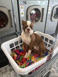 Lost Male Dog last seen Near Highway 69, Denison, TX 75021