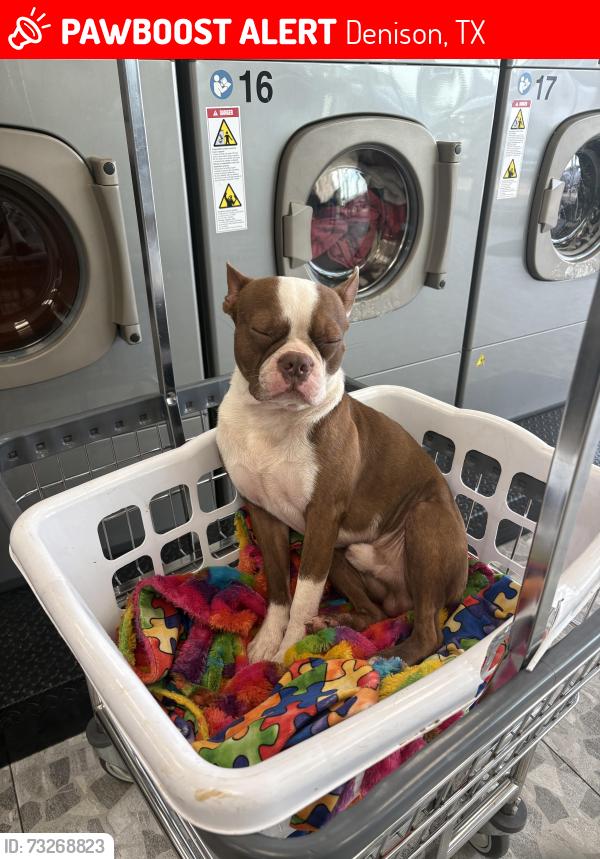 Lost Male Dog last seen Near Highway 69, Denison, TX 75021