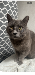 Lost Female Cat last seen Keystone, Reno, NV 89503