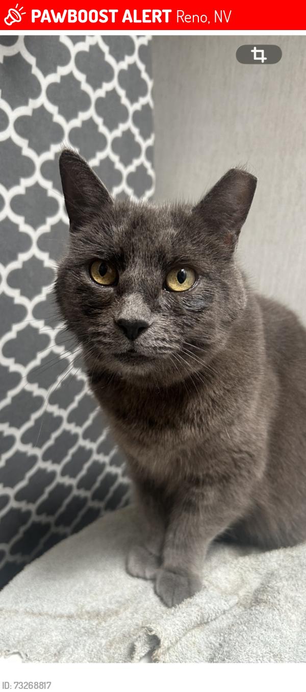 Lost Female Cat last seen Keystone, Reno, NV 89503