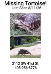 Lost Male Reptile last seen 44th and Independence, Oklahoma City, OK 73119
