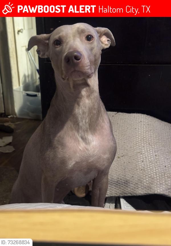 Lost Female Dog last seen Rita & broadway, Haltom City, TX 76117
