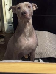Lost Female Dog last seen Rita & broadway, Haltom City, TX 76117