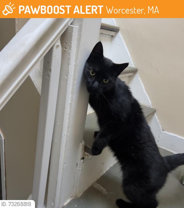 Found/Stray Unknown Cat last seen Franklin and Villanova st, Worcester, MA 01605