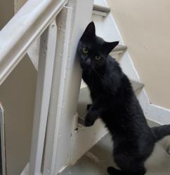 Found/Stray Unknown Cat last seen Franklin and Villanova st, Worcester, MA 01605