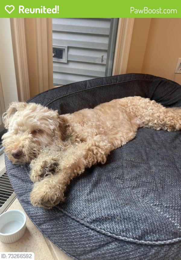 Reunited Male Dog last seen Murray Drive & Starview, Hillsborough Township, NJ 08844