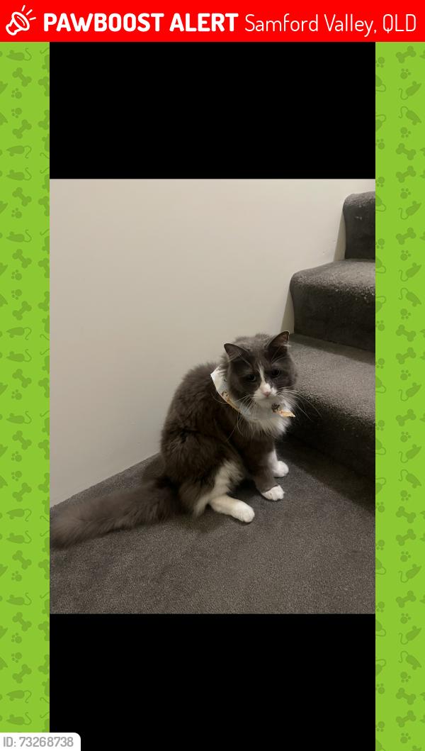 Lost Male Cat last seen Samford, Samford Valley, QLD 4520