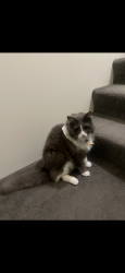 Lost Male Cat last seen Samford, Samford Valley, QLD 4520