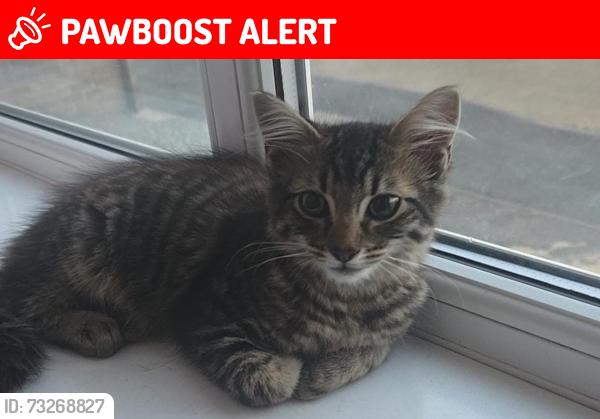 Lost Male Cat last seen Harold hill / Bideford close RM3 8HZ, Greater London, England RM3 8HZ