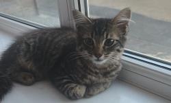 Lost Male Cat last seen Harold hill / Bideford close RM3 8HZ, Greater London, England RM3 8HZ