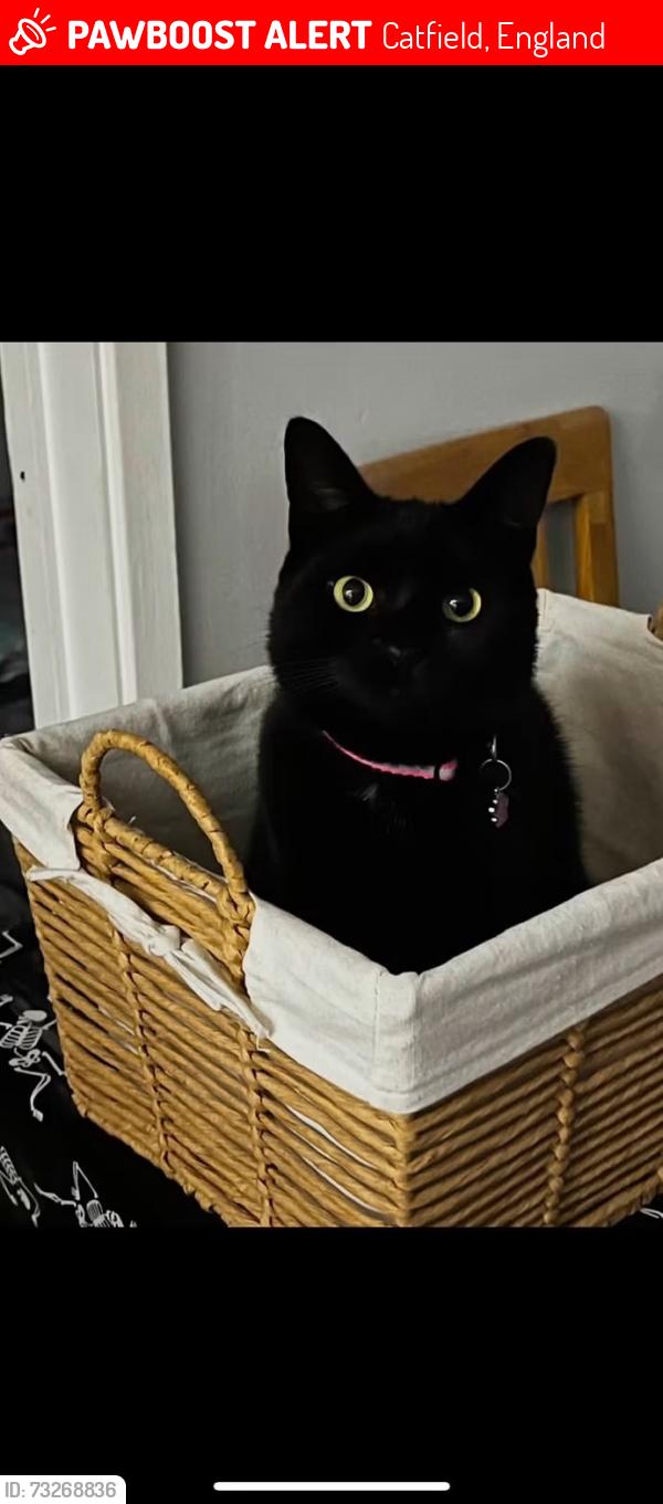 Lost Female Cat last seen Catfield, Catfield, England 