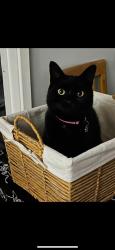 Lost Female Cat last seen Catfield, Catfield, England 