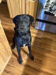 Found/Stray Male Dog last seen Bell Rd SE & Varnell Rd SE, South Cleveland, TN 37323