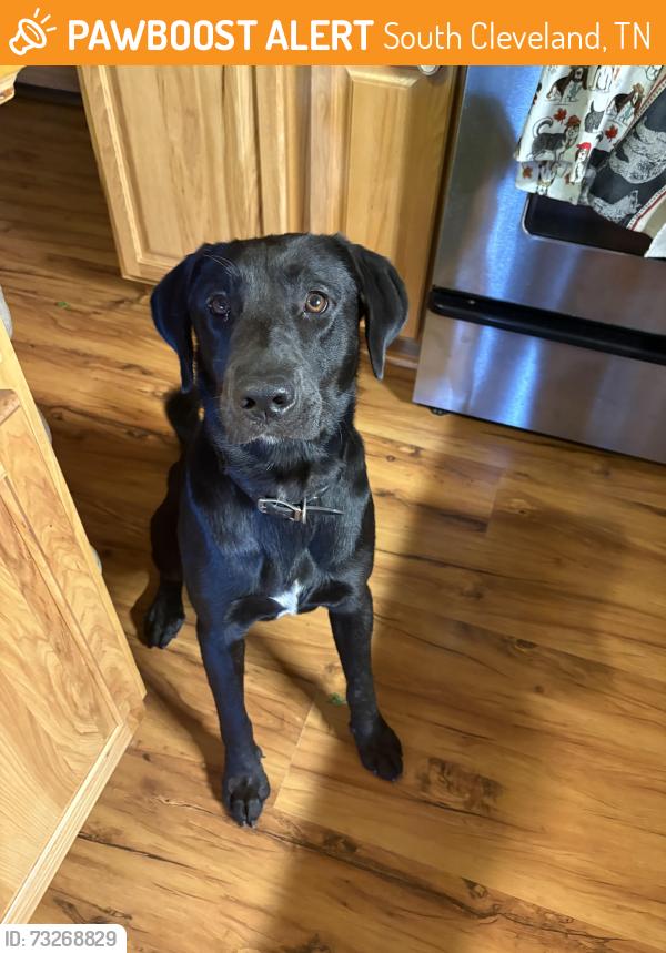 Found/Stray Male Dog last seen Bell Rd SE & Varnell Rd SE, South Cleveland, TN 37323