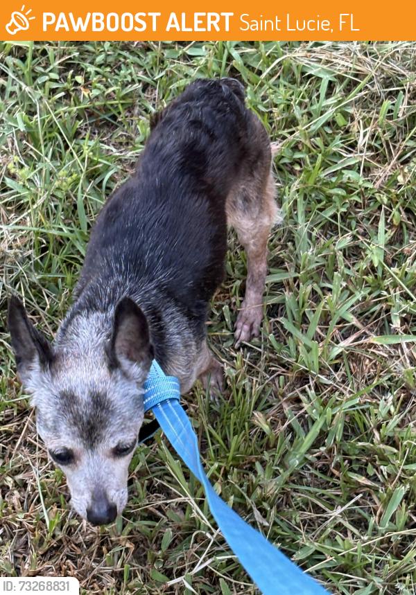 Found/Stray Female Dog last seen Indian River Drive, Saint Lucie, FL 34946