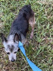 Found/Stray Female Dog last seen Indian River Drive, Saint Lucie, FL 34946