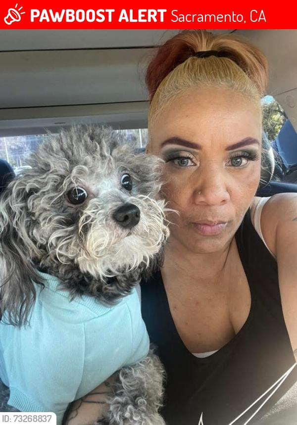 Lost Male Dog last seen Near auburn blvd, Sacramento, CA 95821