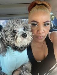 Lost Male Dog last seen Near auburn blvd, Sacramento, CA 95821