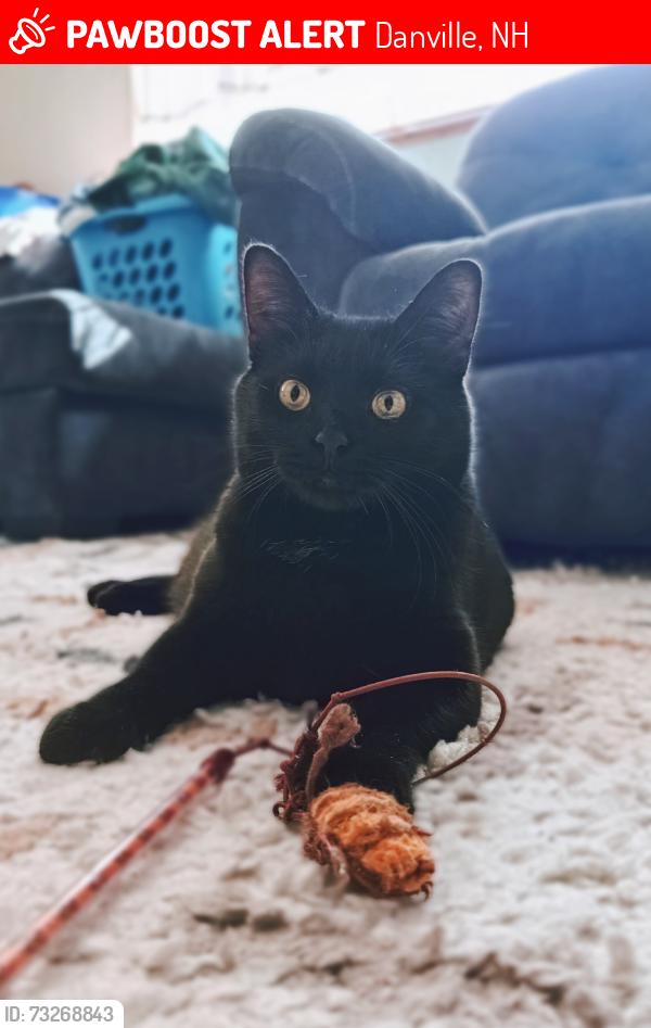 Lost Female Cat last seen Main Road, Danville, NH 03819