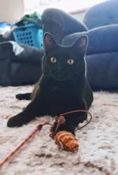 Lost Female Cat last seen Main Road, Danville, NH 03819