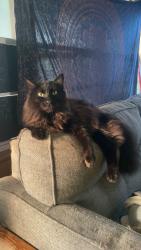 Lost Male Cat last seen 50th and meridian, Oklahoma City, OK 73112