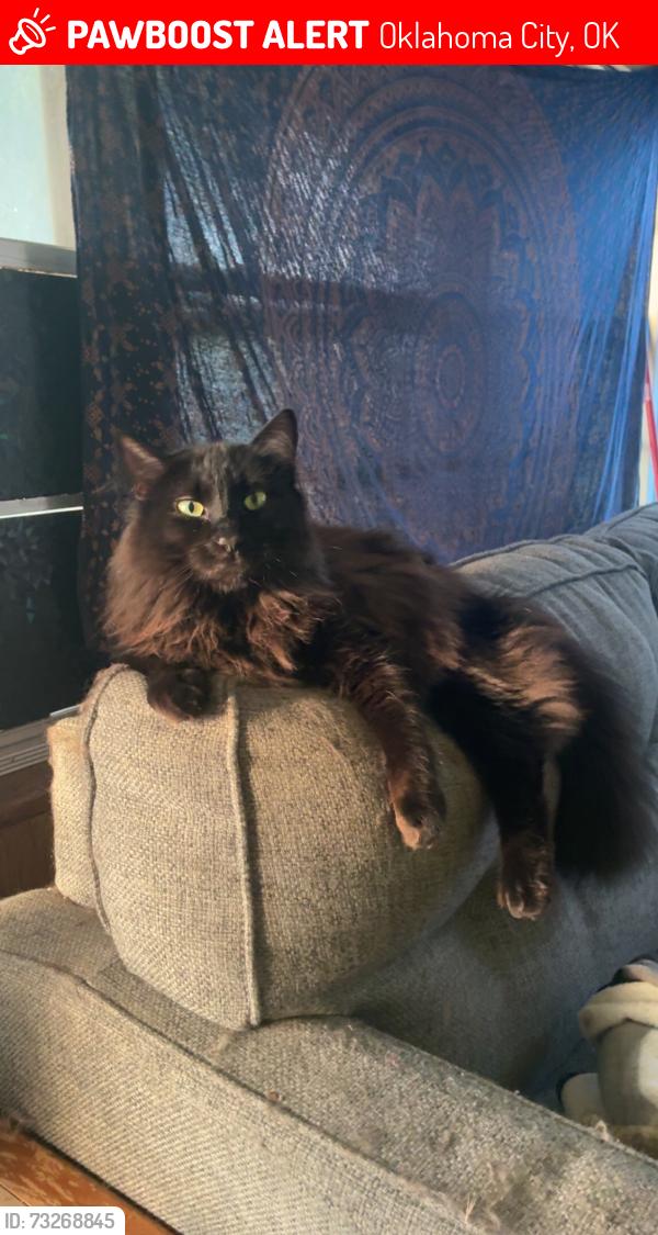Lost Male Cat last seen 50th and meridian, Oklahoma City, OK 73112