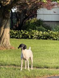 Found/Stray Unknown Dog last seen Kings gate n, Irondequoit, NY 14617