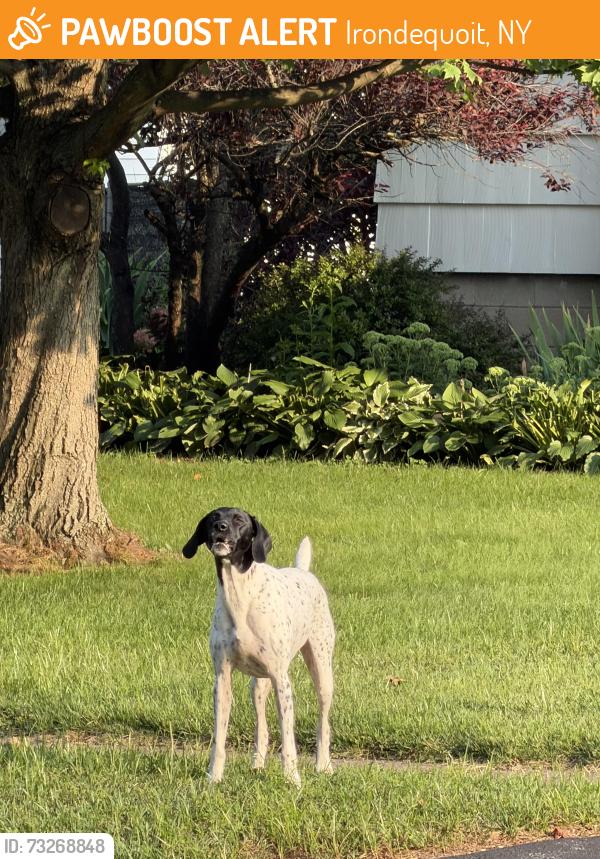 Found/Stray Unknown Dog last seen Kings gate n, Irondequoit, NY 14617
