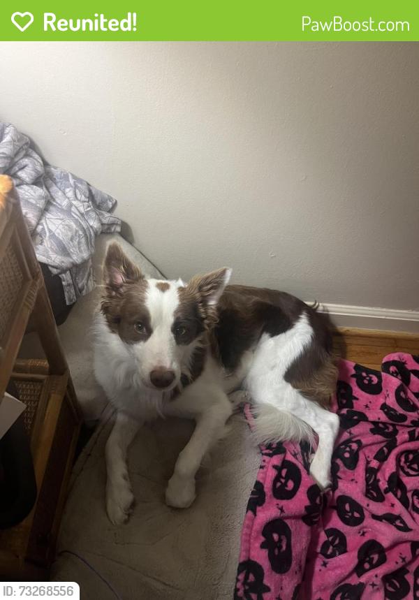 Reunited Male Dog last seen Henderson Ave, Cleveland, TN 37312