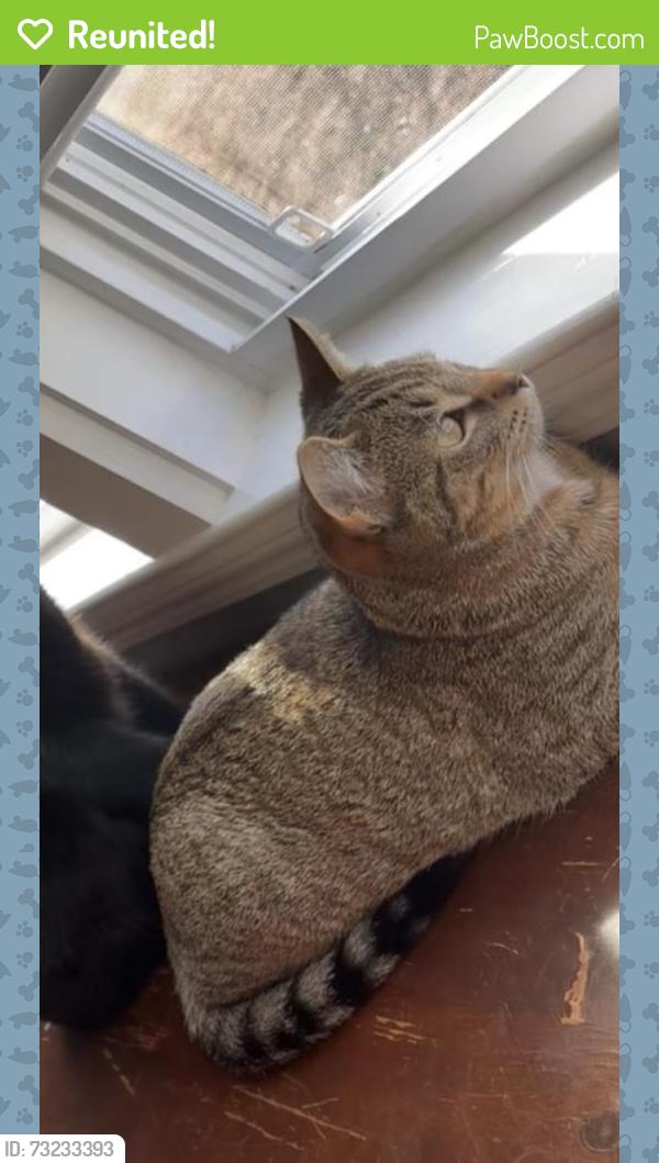 Reunited Male Cat last seen John hall rd Fayetteville, Cape Fear, NC 28312
