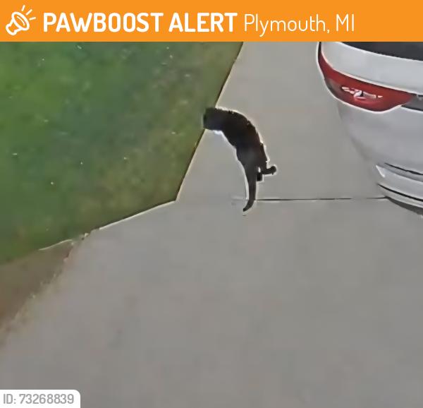 Found/Stray Unknown Cat last seen Countrywood and Pineview/Ann Arbor and Pineview, Plymouth, MI 48170
