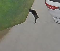Found/Stray Unknown Cat last seen Countrywood and Pineview/Ann Arbor and Pineview, Plymouth, MI 48170