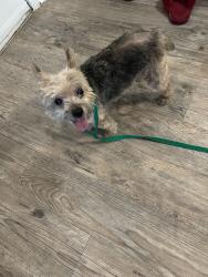 Reunited Female Dog last seen Enterprise & Beltline, Farmers Branch, TX 75234