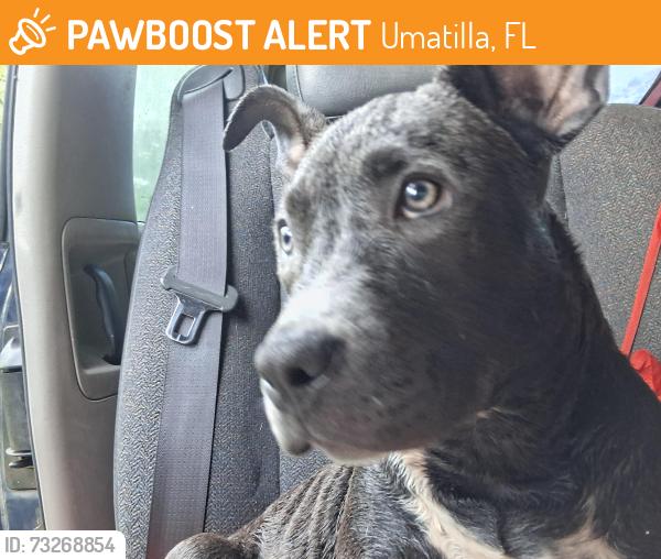Found/Stray Female Dog last seen Ball park road, Umatilla, FL 32784