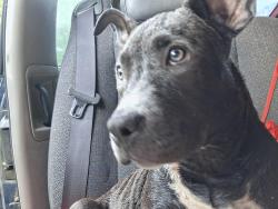 Found/Stray Female Dog last seen Ball park road, Umatilla, FL 32784
