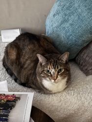 Lost Female Cat last seen 20th Ave SW / 115th St / Highland Park / Riverview/Seola Park/white center/west Seattle,, Seattle, WA 98146