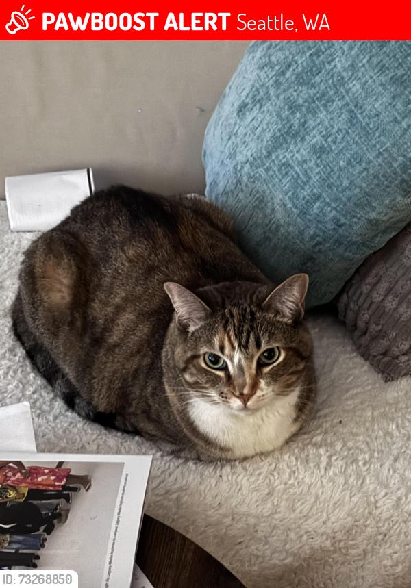 Lost Female Cat last seen 20th Ave SW / 115th St / Highland Park / Riverview/Seola Park/white center/west Seattle,, Seattle, WA 98146