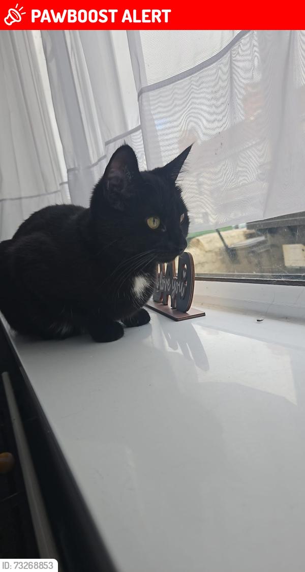 Lost Female Cat last seen Residental road, possibly back garden allyway, Swindon, England SN2 2BZ
