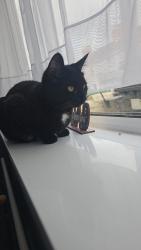Lost Female Cat last seen Residental road, possibly back garden allyway, Swindon, England SN2 2BZ