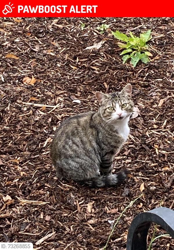 Lost Male Cat last seen Ardoyne, Belfast, Northern Ireland BT14 7NJ