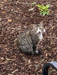 Lost Male Cat last seen Ardoyne, Belfast, Northern Ireland BT14 7NJ