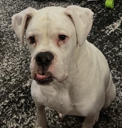 Lost Male Dog last seen Dove Street Toms River, Toms River, NJ 08753