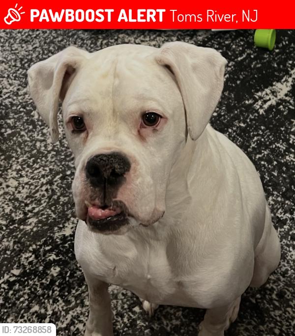 Lost Male Dog last seen Dove Street Toms River, Toms River, NJ 08753