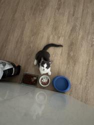 Shelter Stray Male Cat last seen CHARLOTTE, 8315 Byrum Dr, Charlotte, NC 28217, USA
