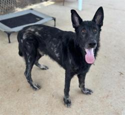Shelter Stray Male Dog last seen CHARLOTTE, 8315 Byrum Dr, Charlotte, NC 28217, USA